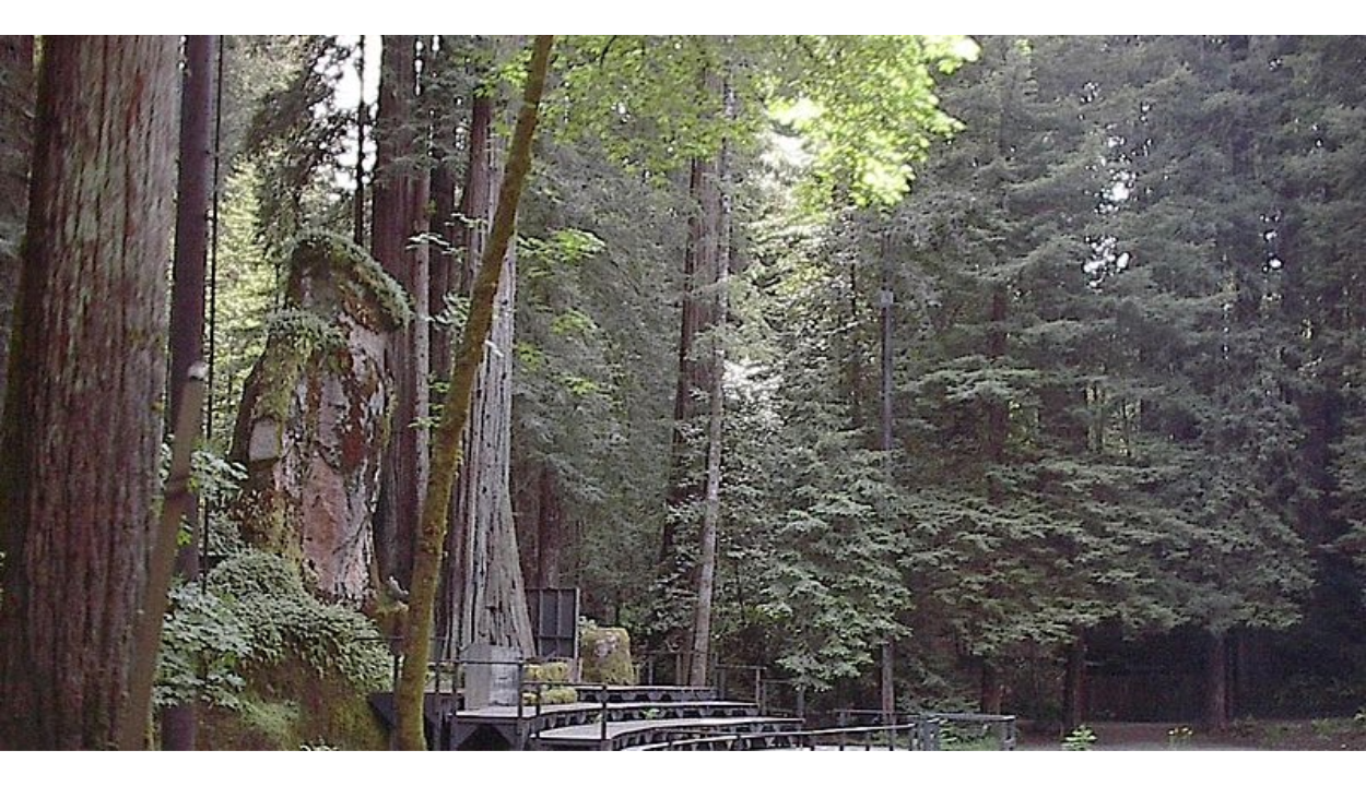 Uncovering the Mysteries of the Owl Shrine and Lake at Bohemian Grove