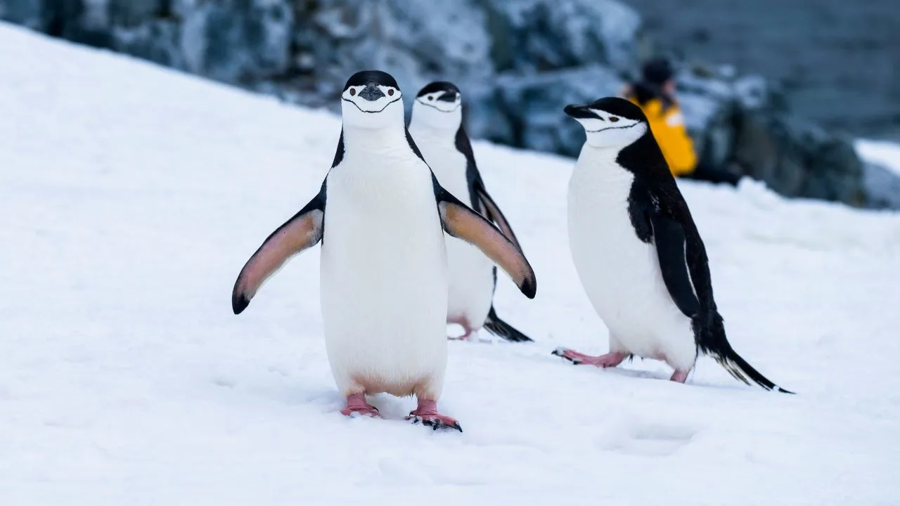 Penguins in Two Hummock Island, Antarctica